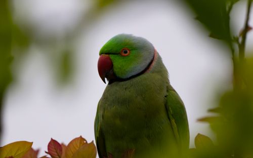 Free Close-up of a colorful Alexandrine parakeet among foliage, showcasing its vibrant plumage. Stock Photo