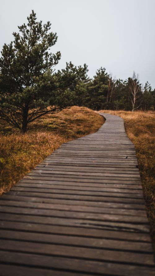 Free A peaceful wooden pathway winding through a forest in autumn, surrounded by pine trees and golden grass. Stock Photo