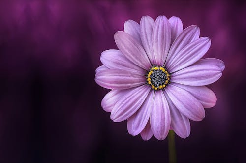 無料 紫のデイジーブッシュの花 写真素材