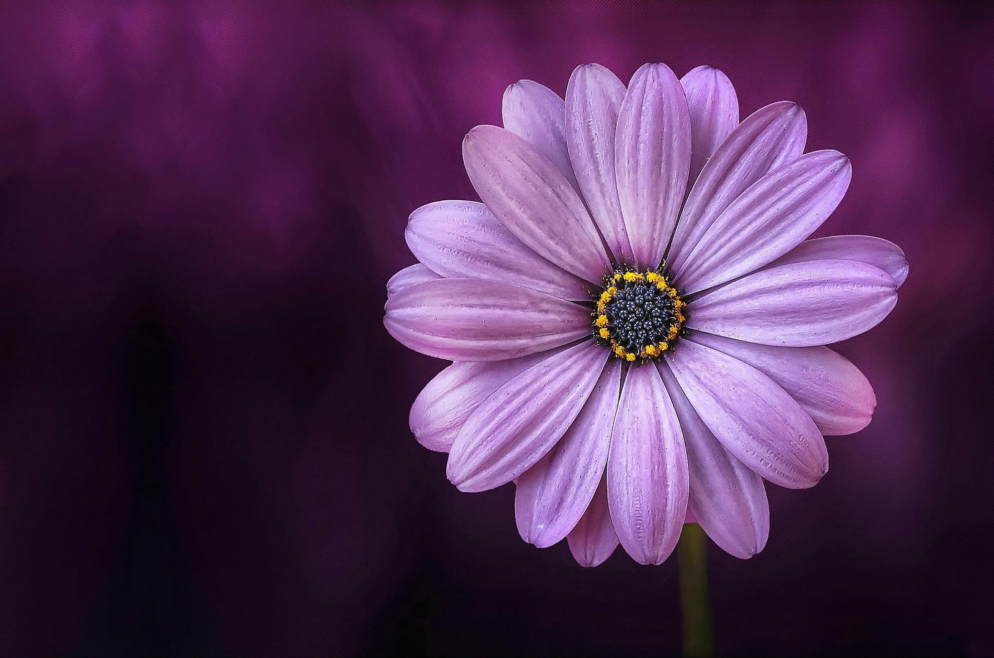 Purple Daisybush Flower Free Stock Photo