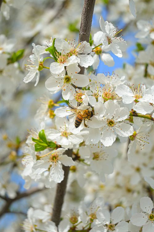 Free stock photo of bee, blue sky, flowers Stock Photo
