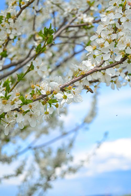 Free stock photo of bee, blue sky, flowers Stock Photo