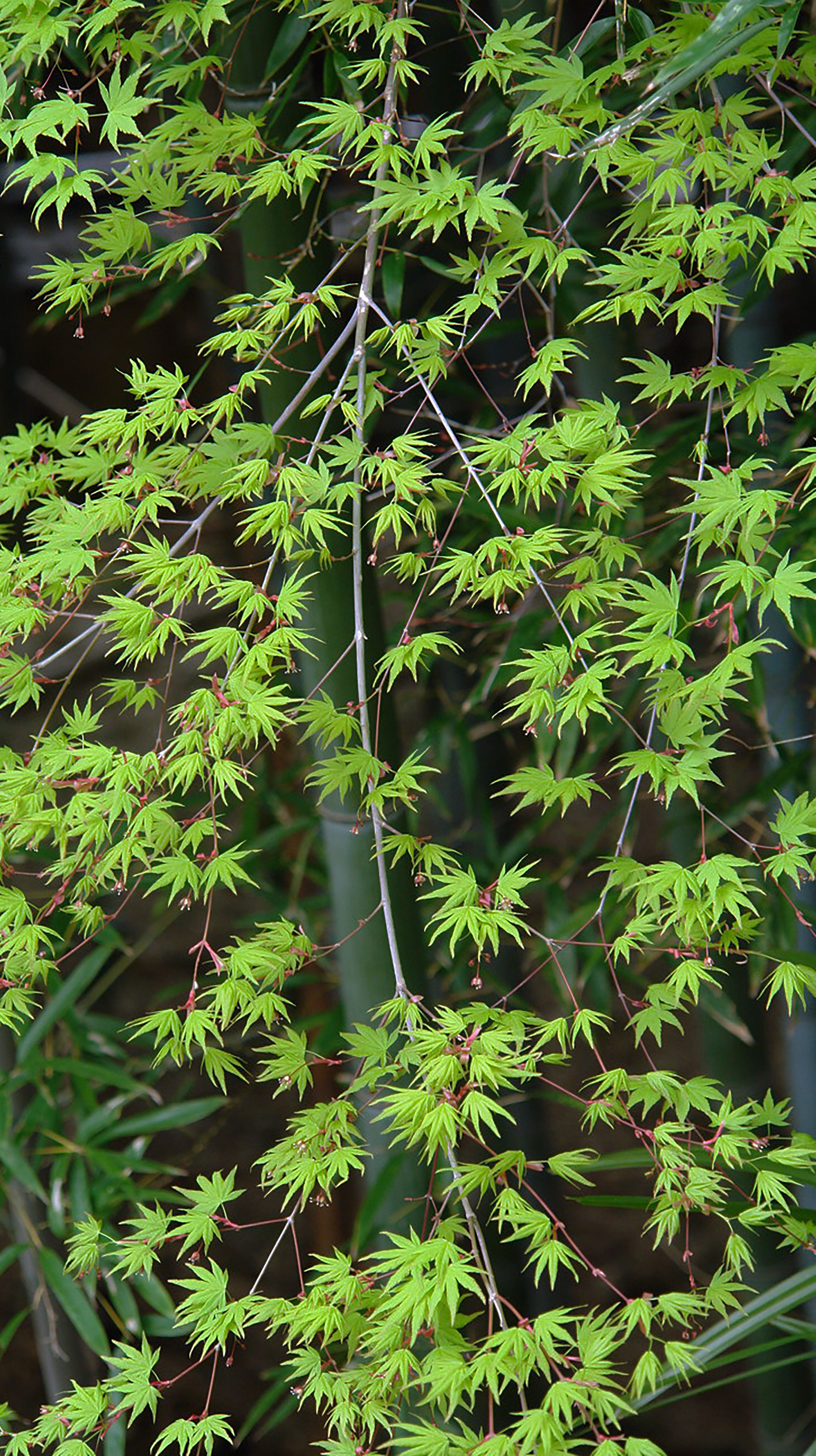 Fotomural Hojas de arce japonés verdes y exuberantes en primavera, simbolizando la naturaleza y la tranquilidad.