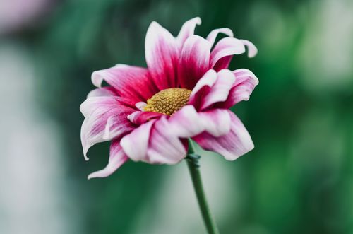 Free Close-up of a vibrant pink chrysanthemum flower in full bloom captured outdoors in England. Stock Photo