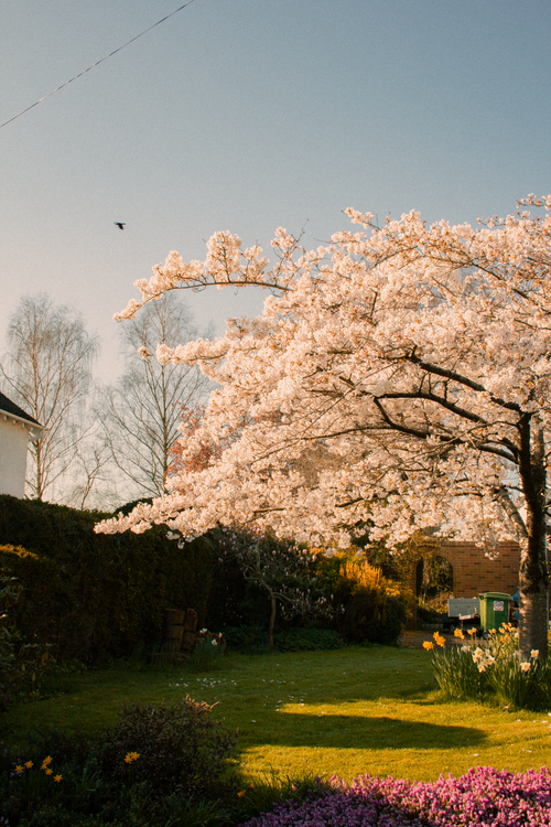 Free A tranquil spring garden in England with blooming cherry blossoms under clear skies. Stock Photo