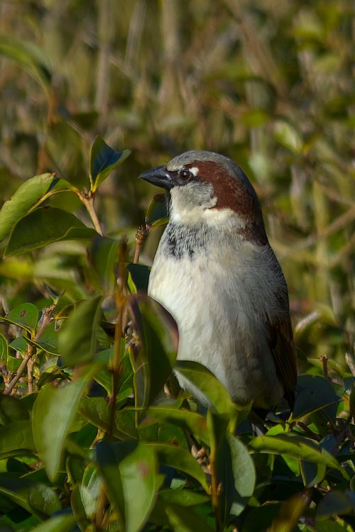 Free A house sparrow (Passer domesticus) perched among lush green leaves in natural light. Stock Photo