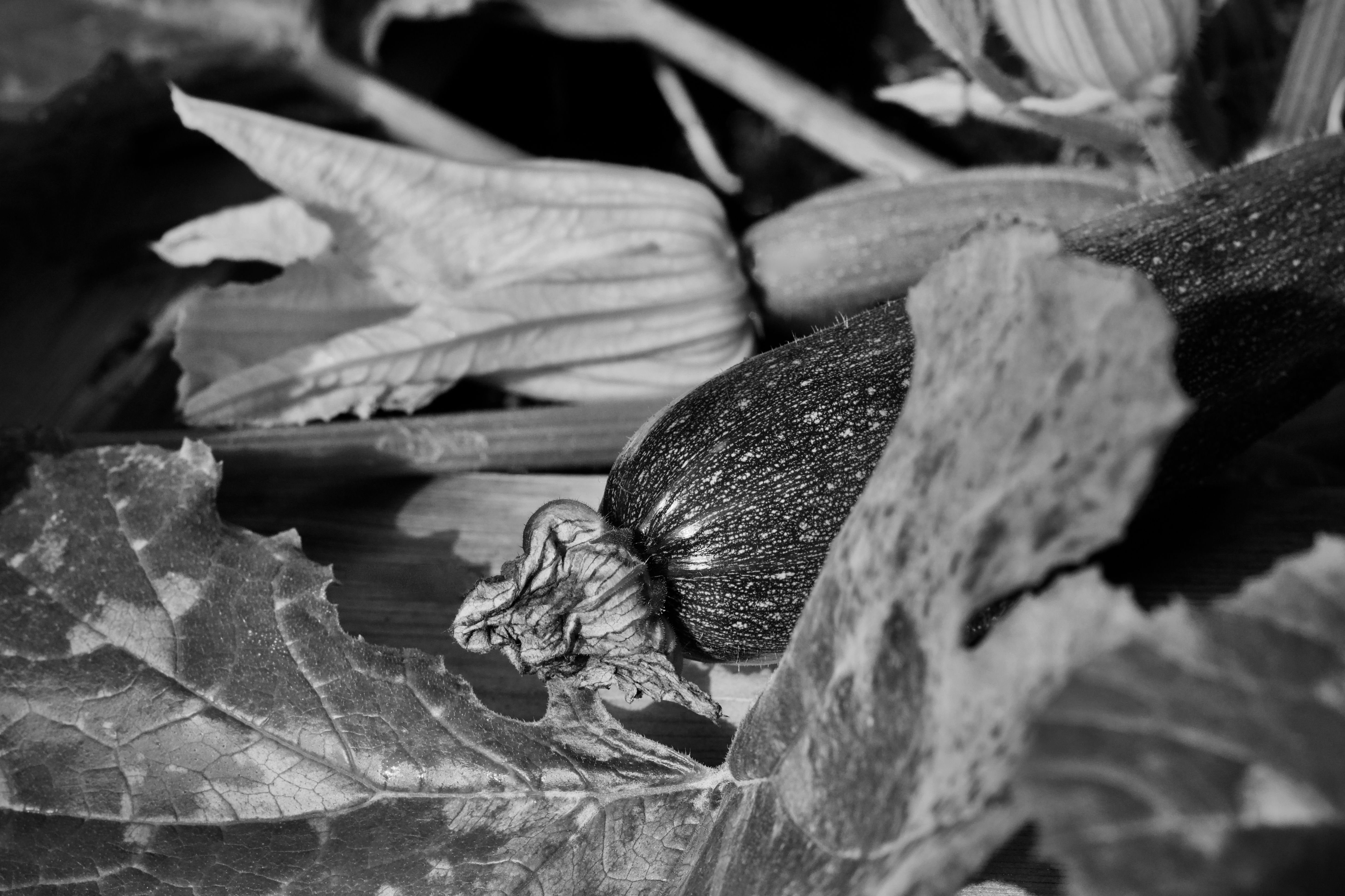 Oïdium courgettes traitement naturel bicarbonate 