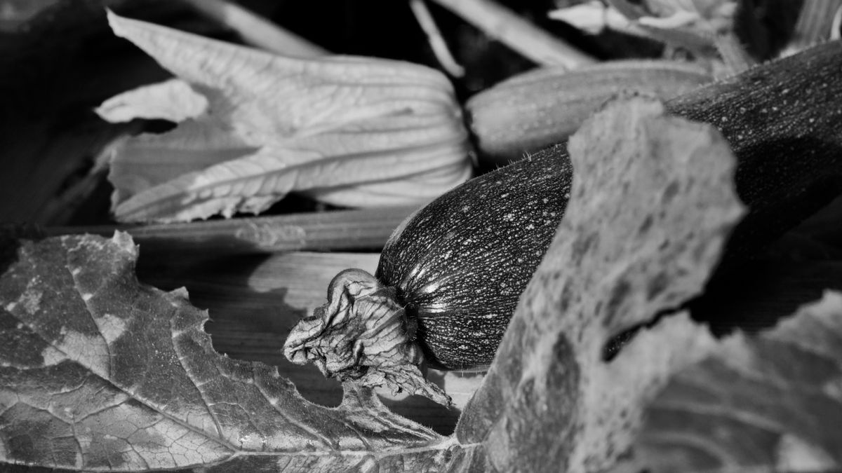 Oïdium courgettes traitement naturel bicarbonate