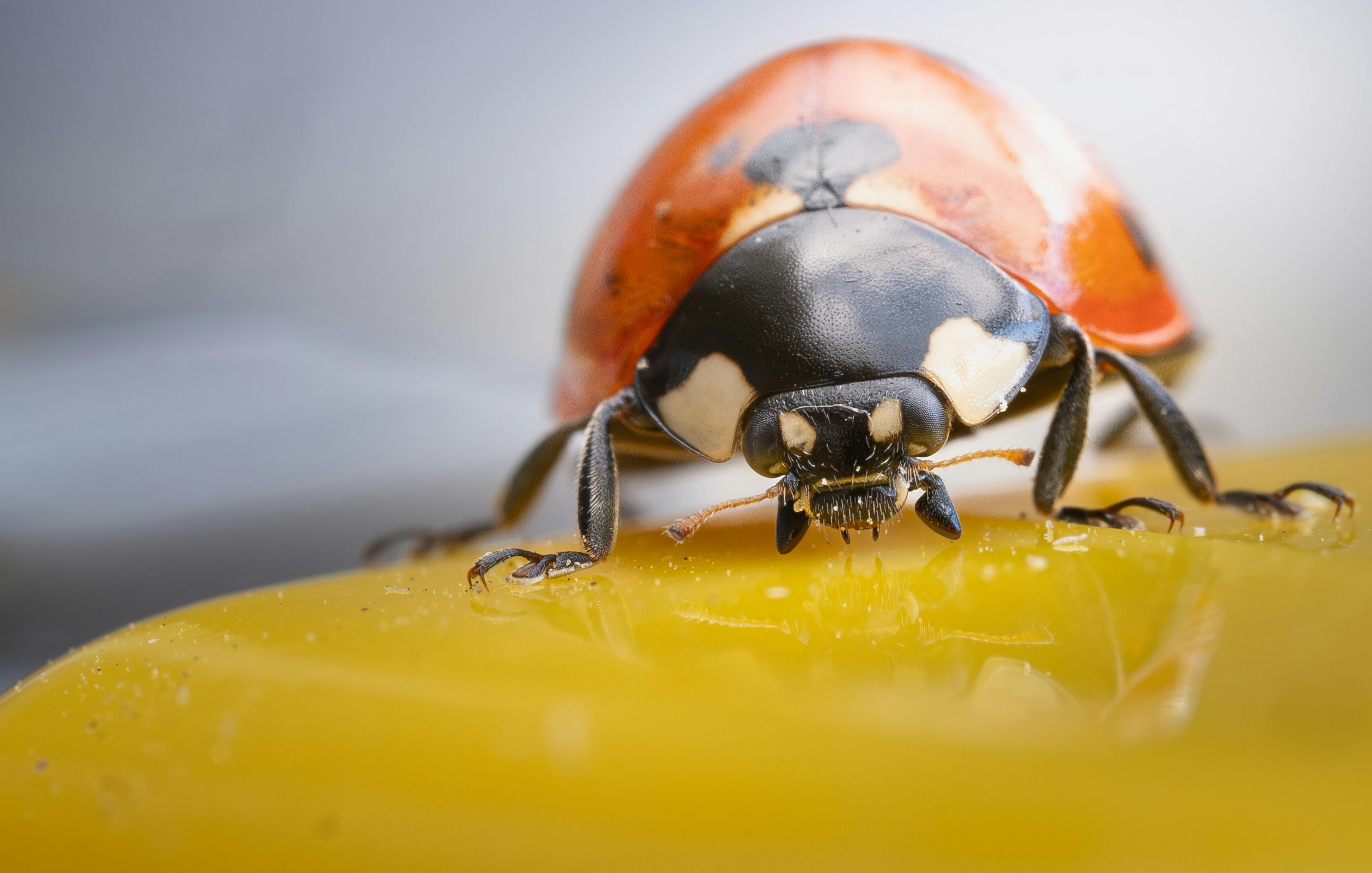 Benefits of Professional Bed Bug Extermination