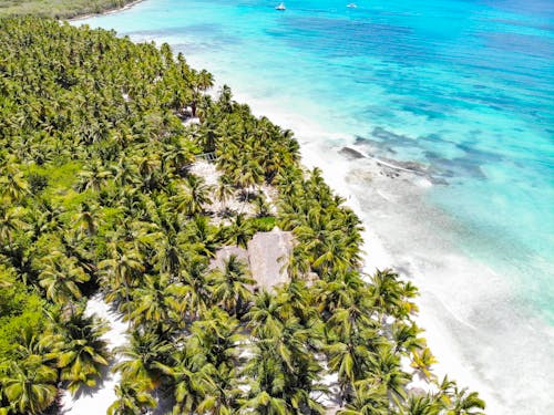 Palmeras Cerca Del Cuerpo De Agua