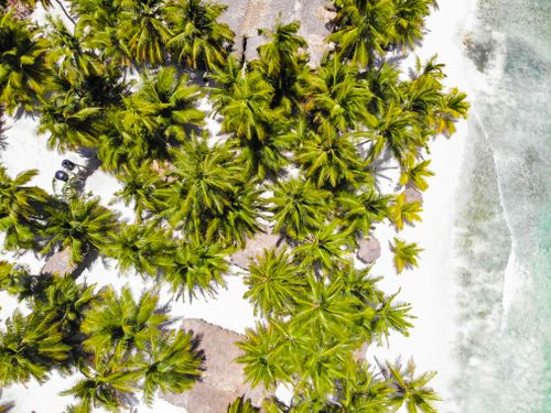 Free Drone shot capturing a tropical beach with coconut palms lining the coast. Stock Photo