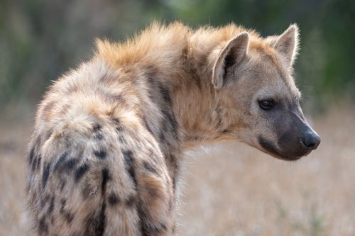 Free A detailed side profile of a spotted hyena in the wild, showcasing its distinctive fur patterns and habitat. Stock Photo