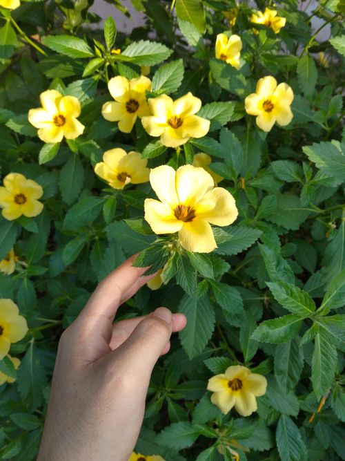 Free A hand gently touches vibrant yellow flowers in lush green garden foliage during daylight. Stock Photo
