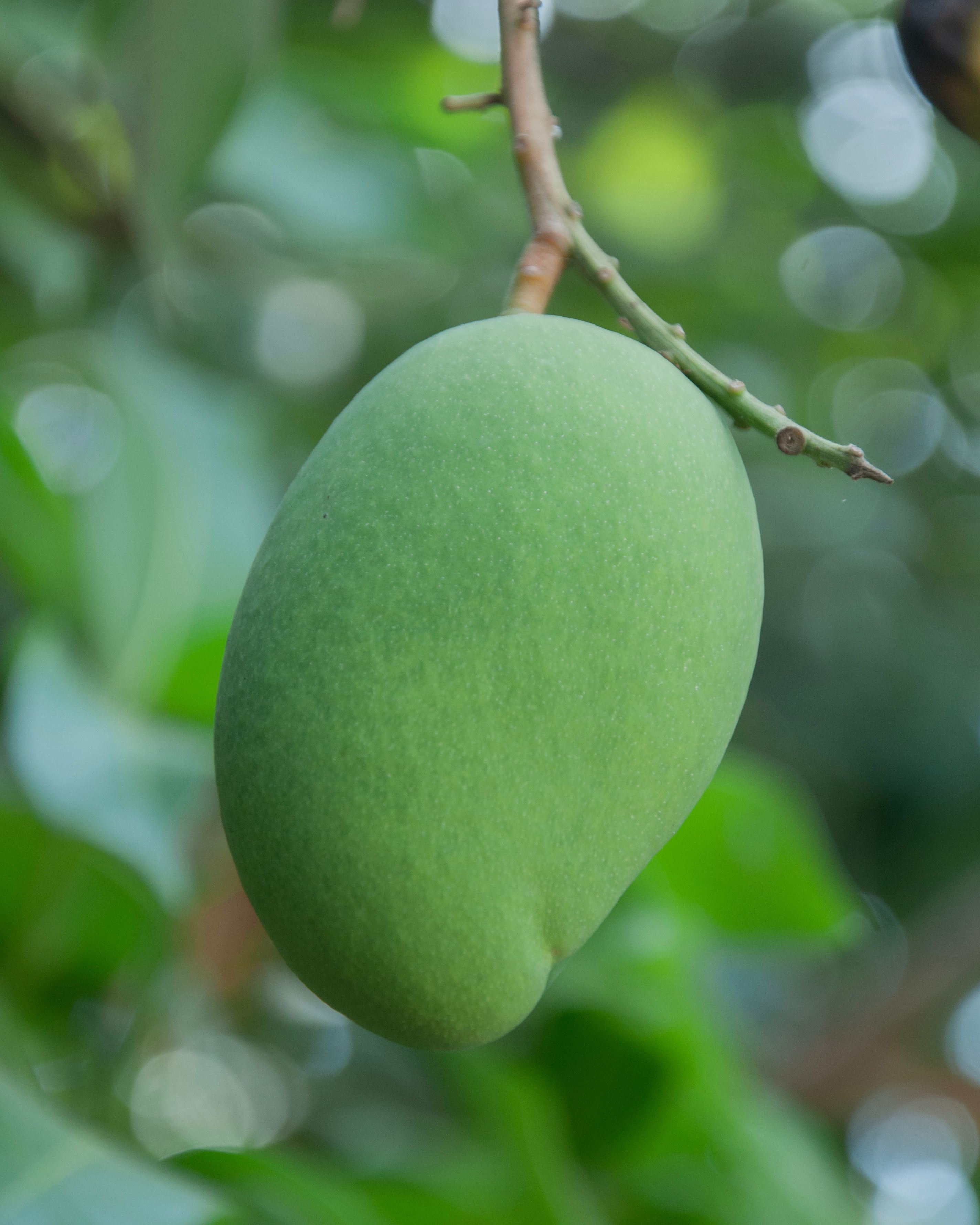 Close-up of a Green Mango on Tree · Free Stock Photo