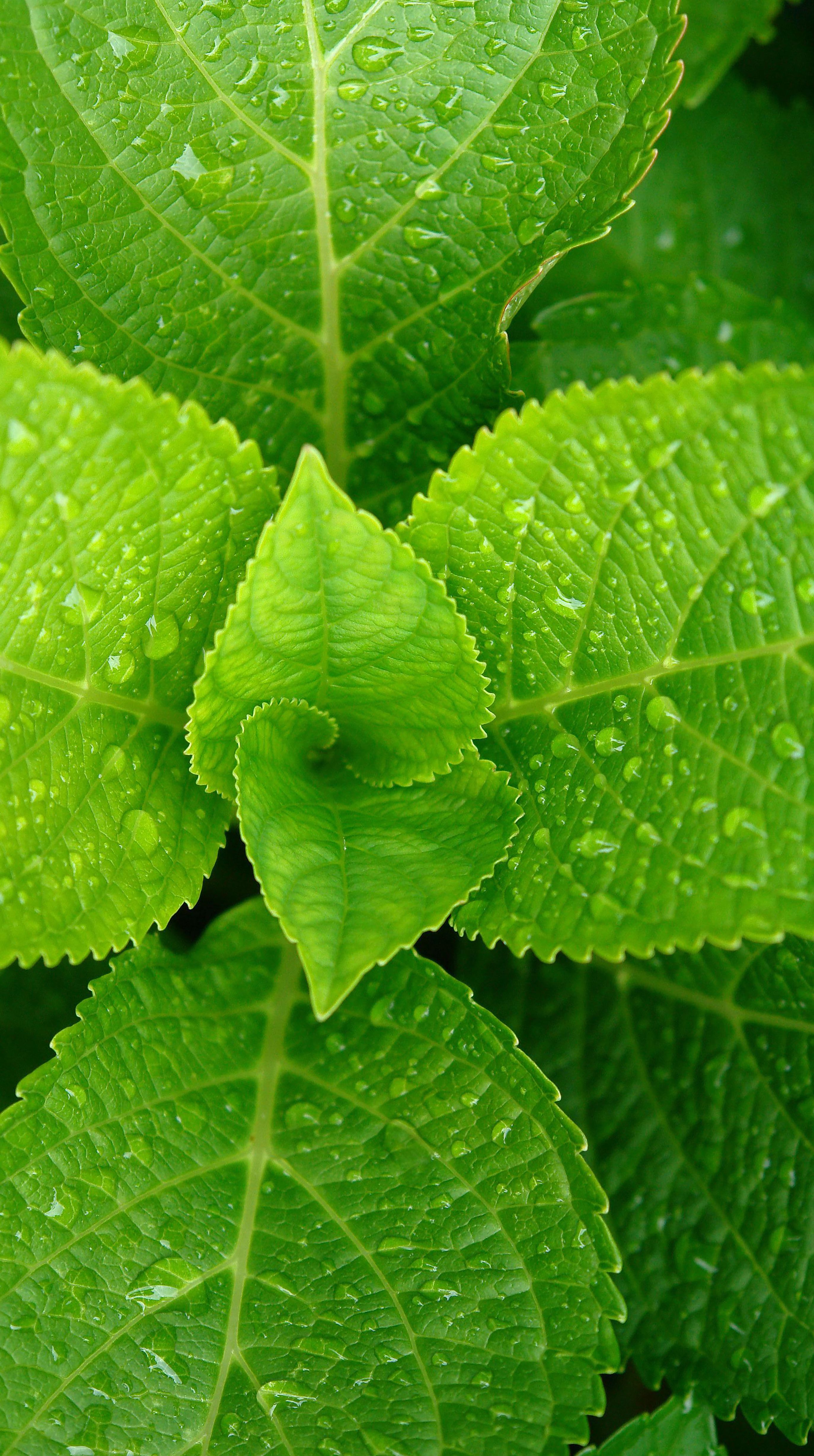 Fresh Green Leaves with Dew Drops Close-up · Free Stock Photo