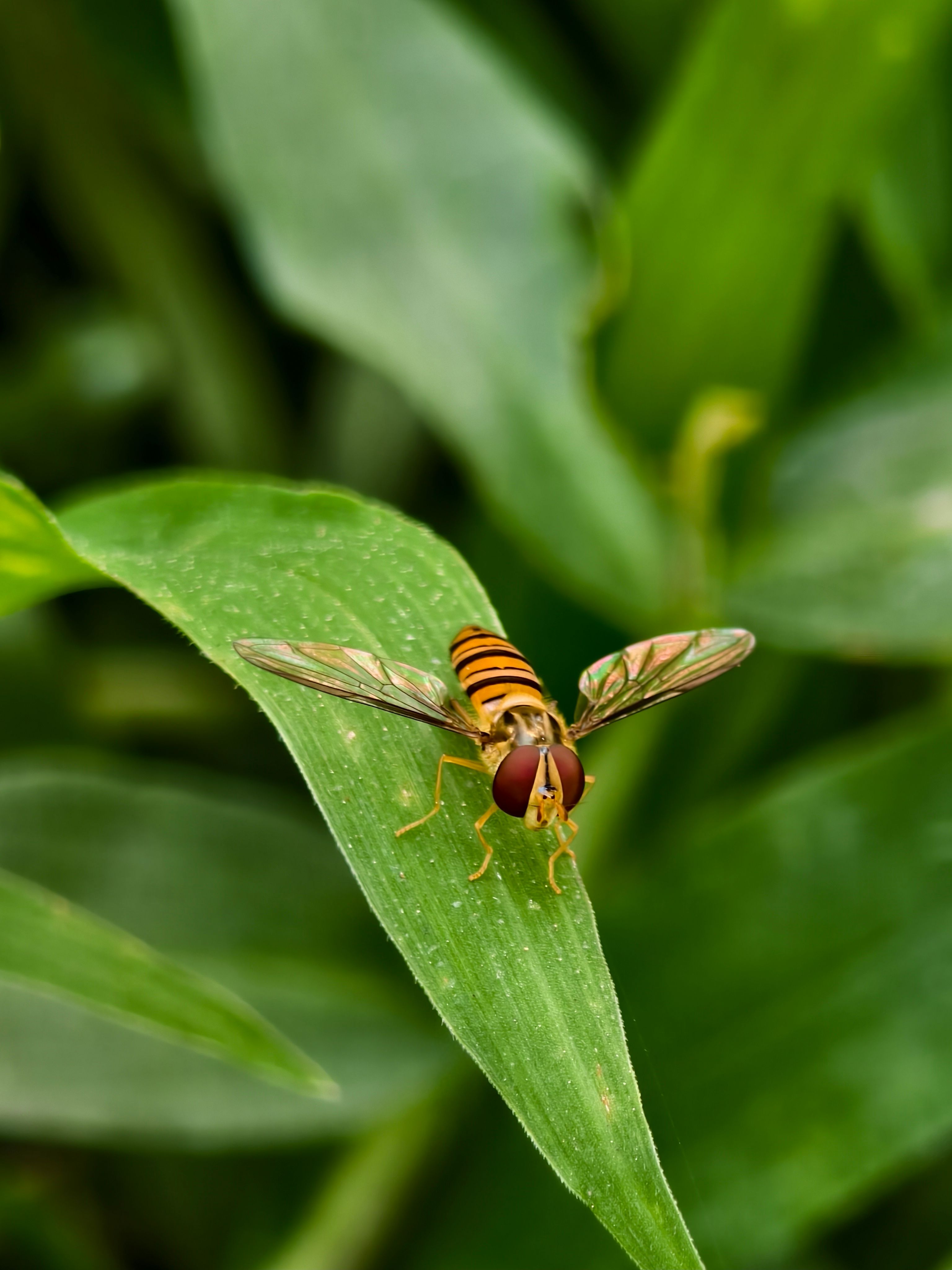 Close-up of Hoverfly on a Leaf in Nature · Free Stock Photo