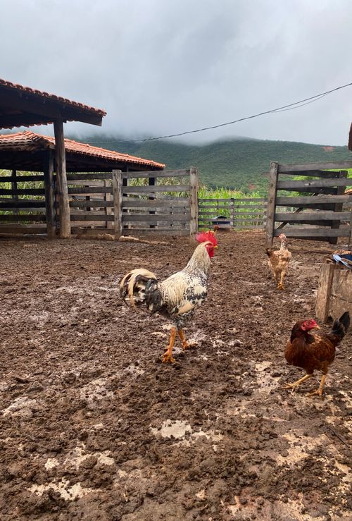 Free Roosters and hens roam a muddy coop with mountain backdrop in Brazil. Stock Photo