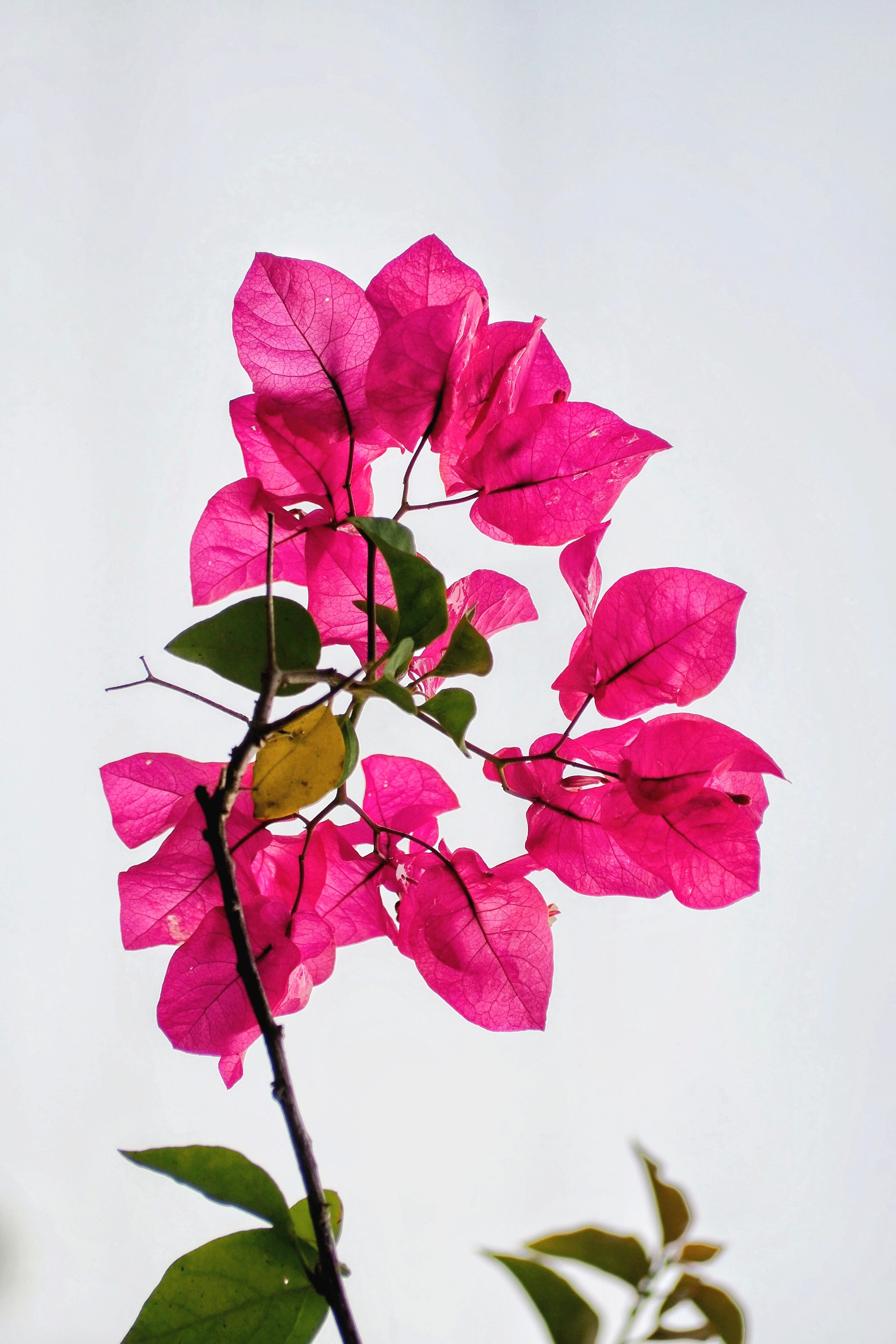 [ColoSach]-a-striking-pink-bougainvillea-in-full-bloom-against-a-clear-sky-in-west-java,-indonesia,-capturing-the-essence-of-summer.