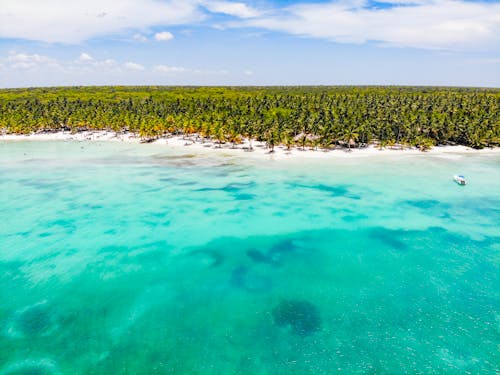 Palmeras Cerca Del Cuerpo De Agua