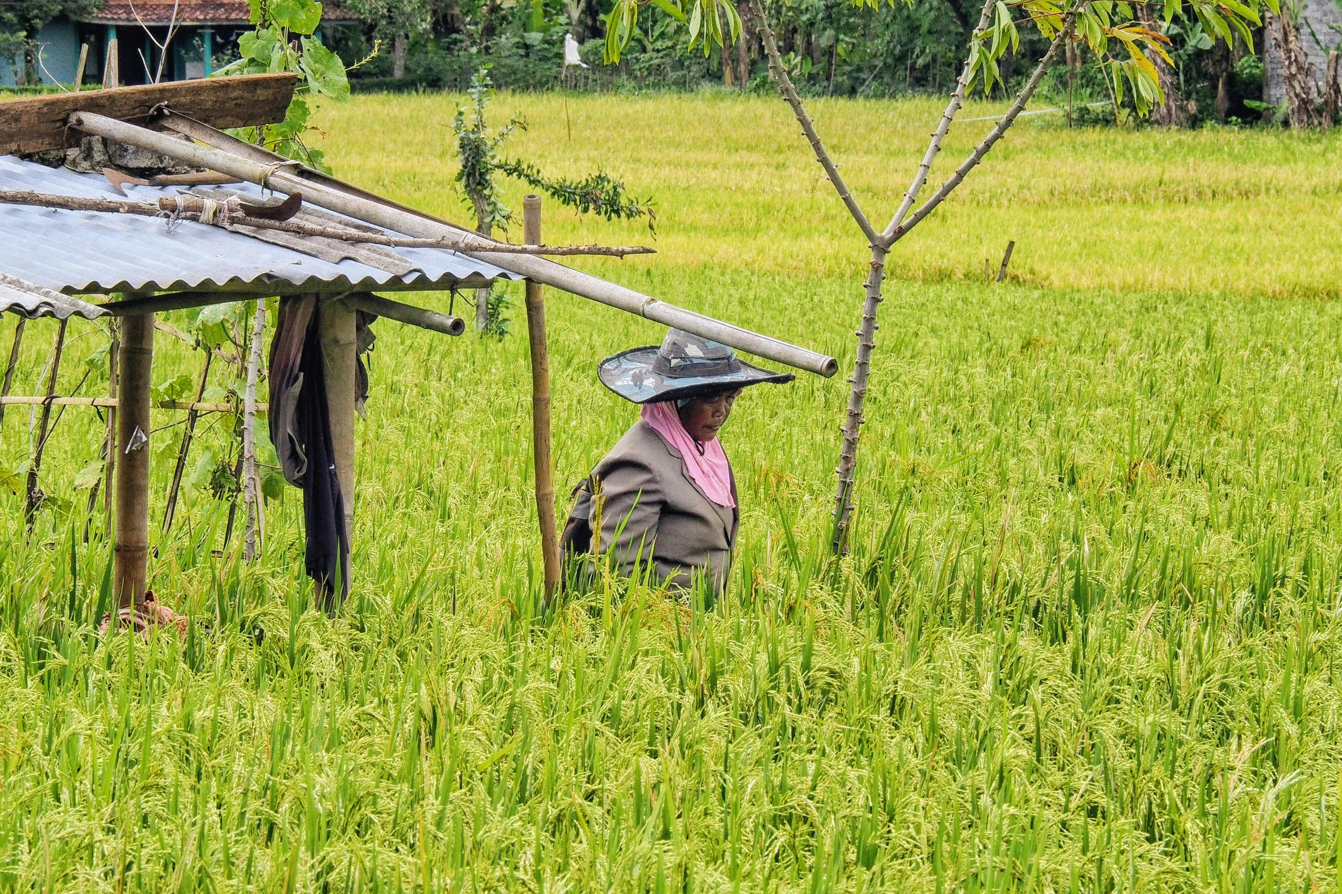 Many farmers utilize life insurance for farm financing — Photo by Ruyat Supriazi on Pexels