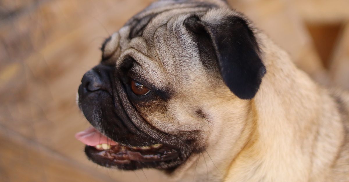 Pug Parent Breed Chihuahua Pug mix parent breed: fawn Pug with a short flat face and wrinkles