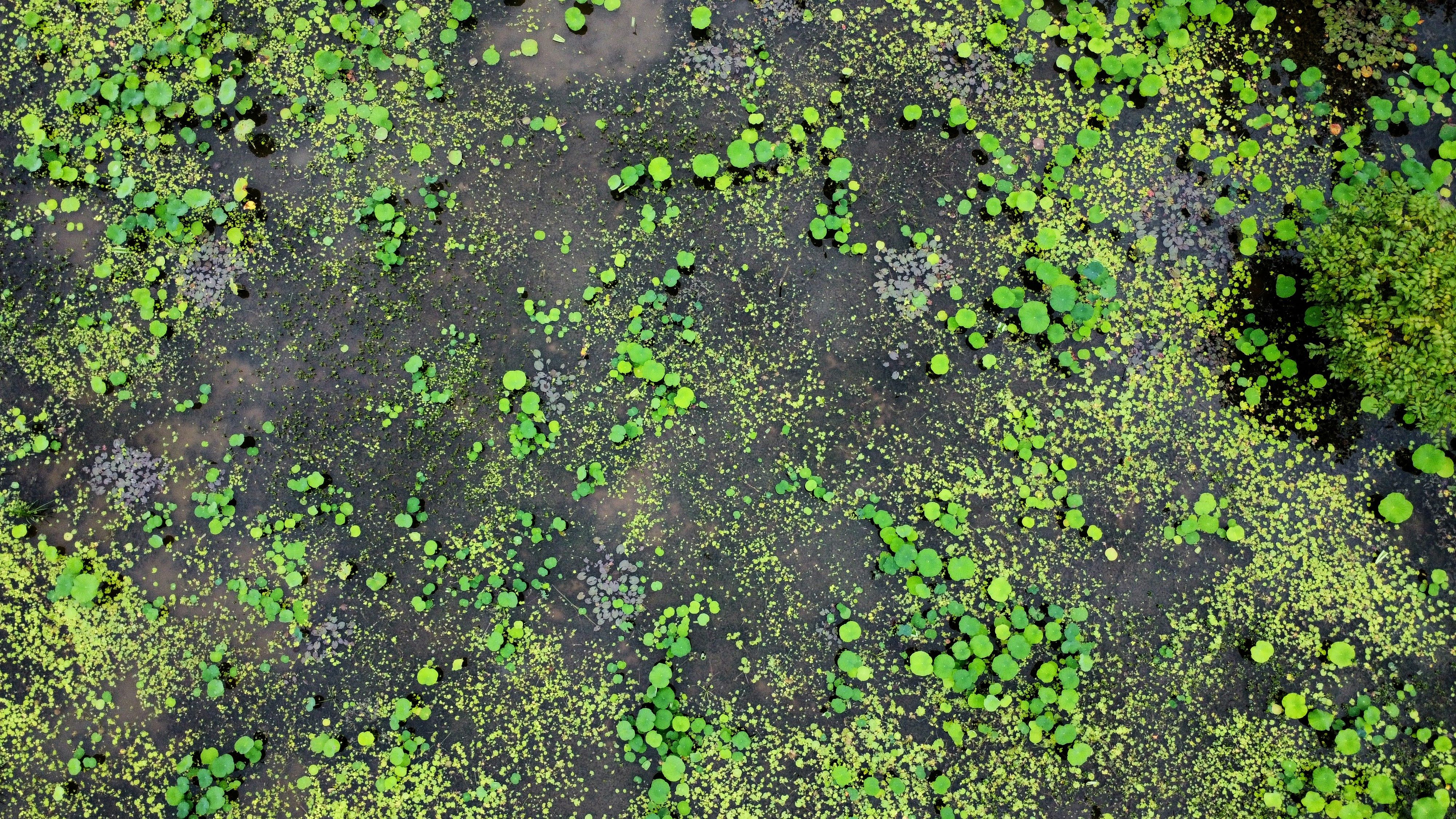 Floating Wetland Near O'Hare Aims to Enhance Water Quality in Chicago
