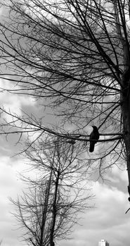 crow photo