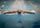 swimmer