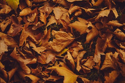 Free Close-up of fallen autumn leaves highlighting the warm, earthy tones of fall. Stock Photo