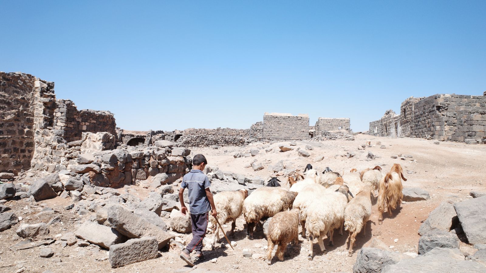 Boy herding sheep among ancient ruins, Djibouti