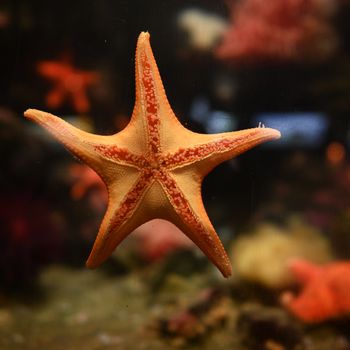 Bright starfish with orange and red hues in a marine setting, showcasing the beauty of ocean life.