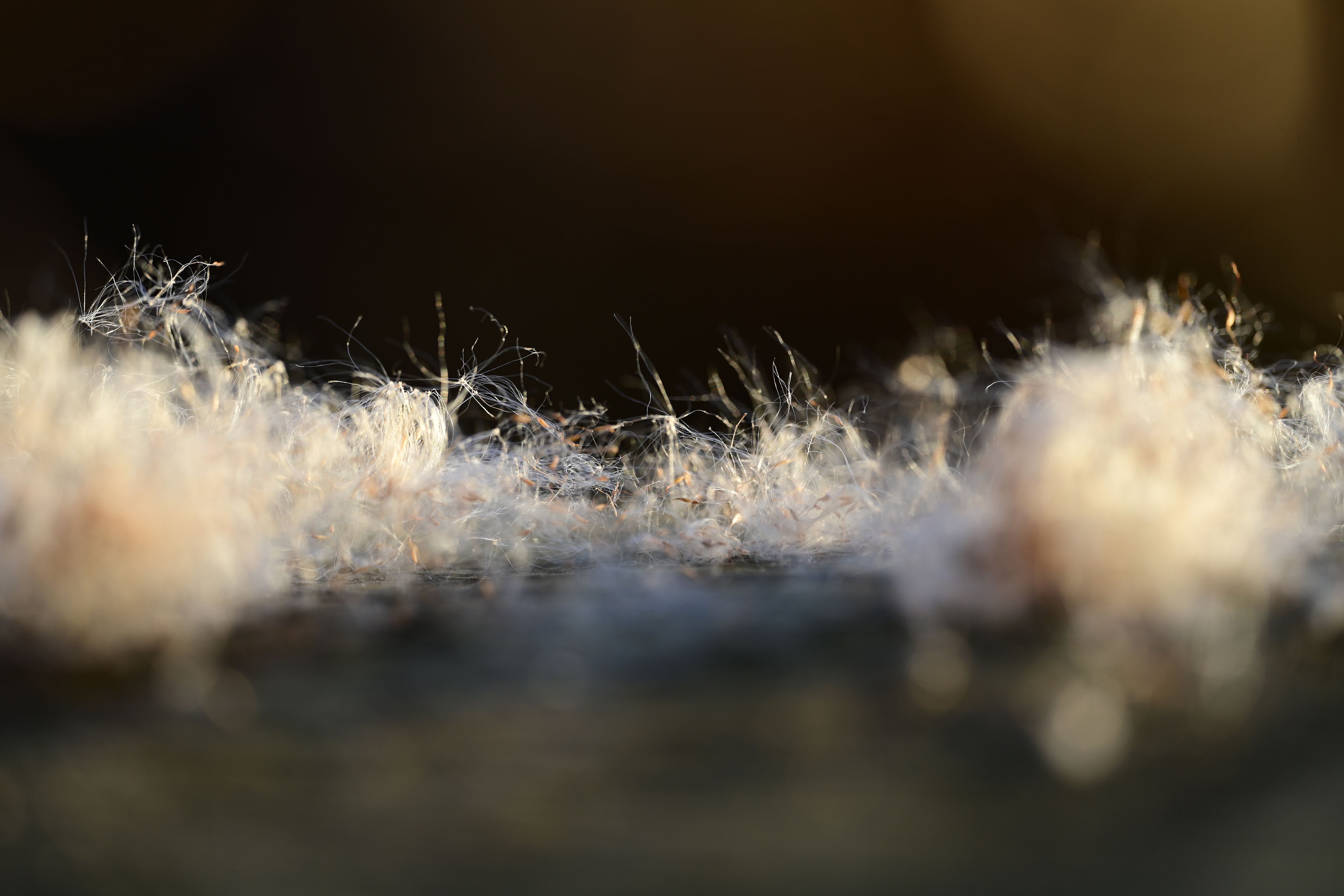 Close-up of Delicate Floating Fluff in Soft Focus · Free Stock Photo