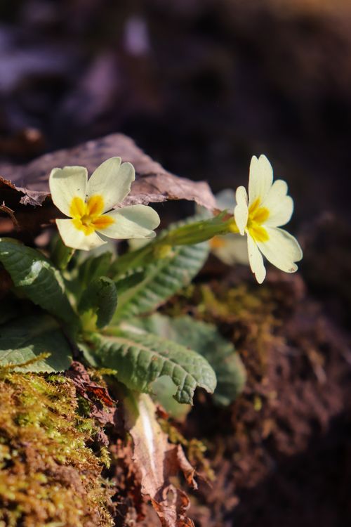 Free A close-up view of yellow primrose flowers growing naturally, showcasing delicate petals and vibrant greenery. Stock Photo