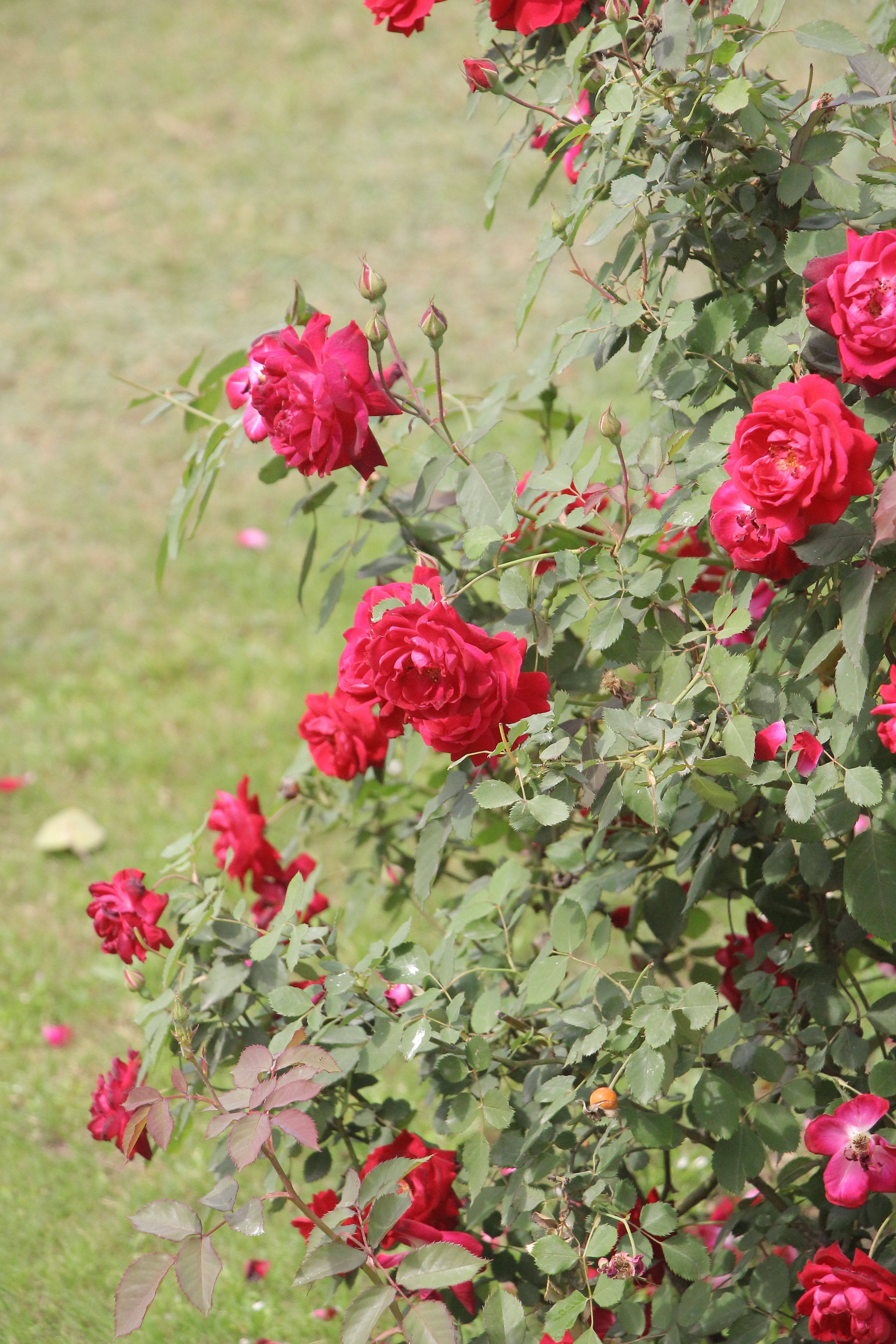 Vibrant Red Roses Blooming in Lush Garden