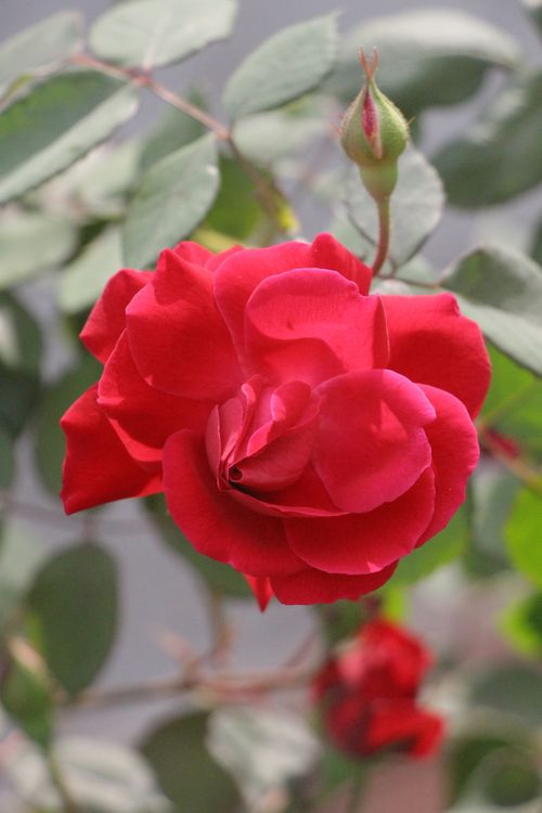 Free A beautiful close-up of a vibrant red rose in full bloom, symbolizing love and passion. Stock Photo