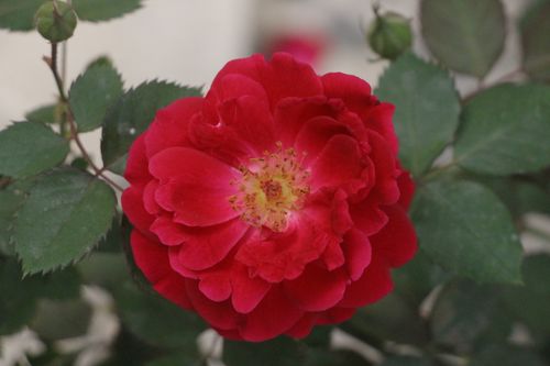 Free Close-up of a vibrant red rose with green leaves, showcasing natural beauty. Stock Photo