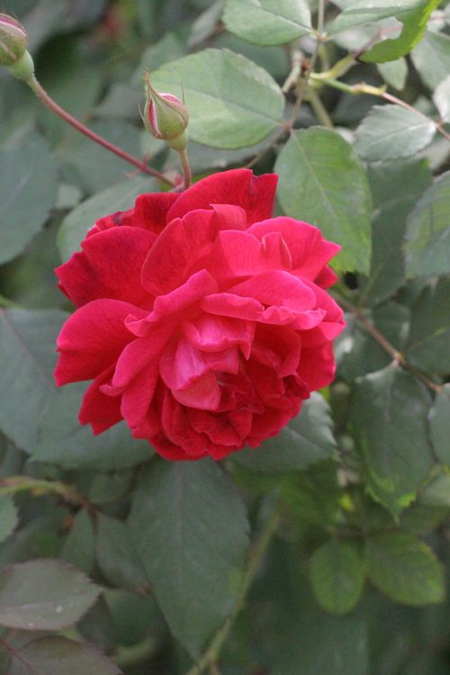 Free Close-up of a vibrant red rose in a lush garden setting, showcasing natural beauty. Stock Photo