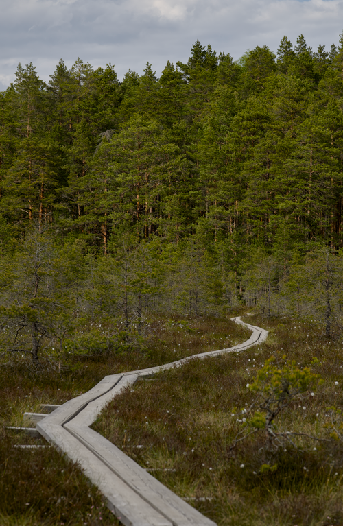 Free A serene wooden boardwalk winds through a dense green forest, offering a peaceful nature escape. Stock Photo