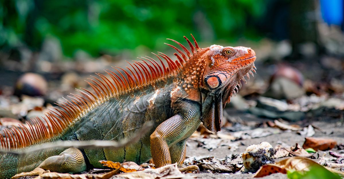 Photo by Elder Bejarano A vivid iguana resting on the ground surrounded by lush greenery and dry leaves, showcasing natural beauty.