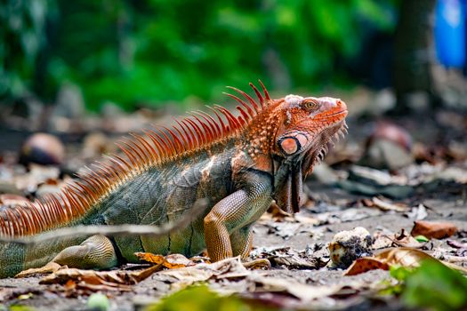 Photo by Elder Bejarano A vivid iguana resting on the ground surrounded by lush greenery and dry leaves, showcasing natural beauty.