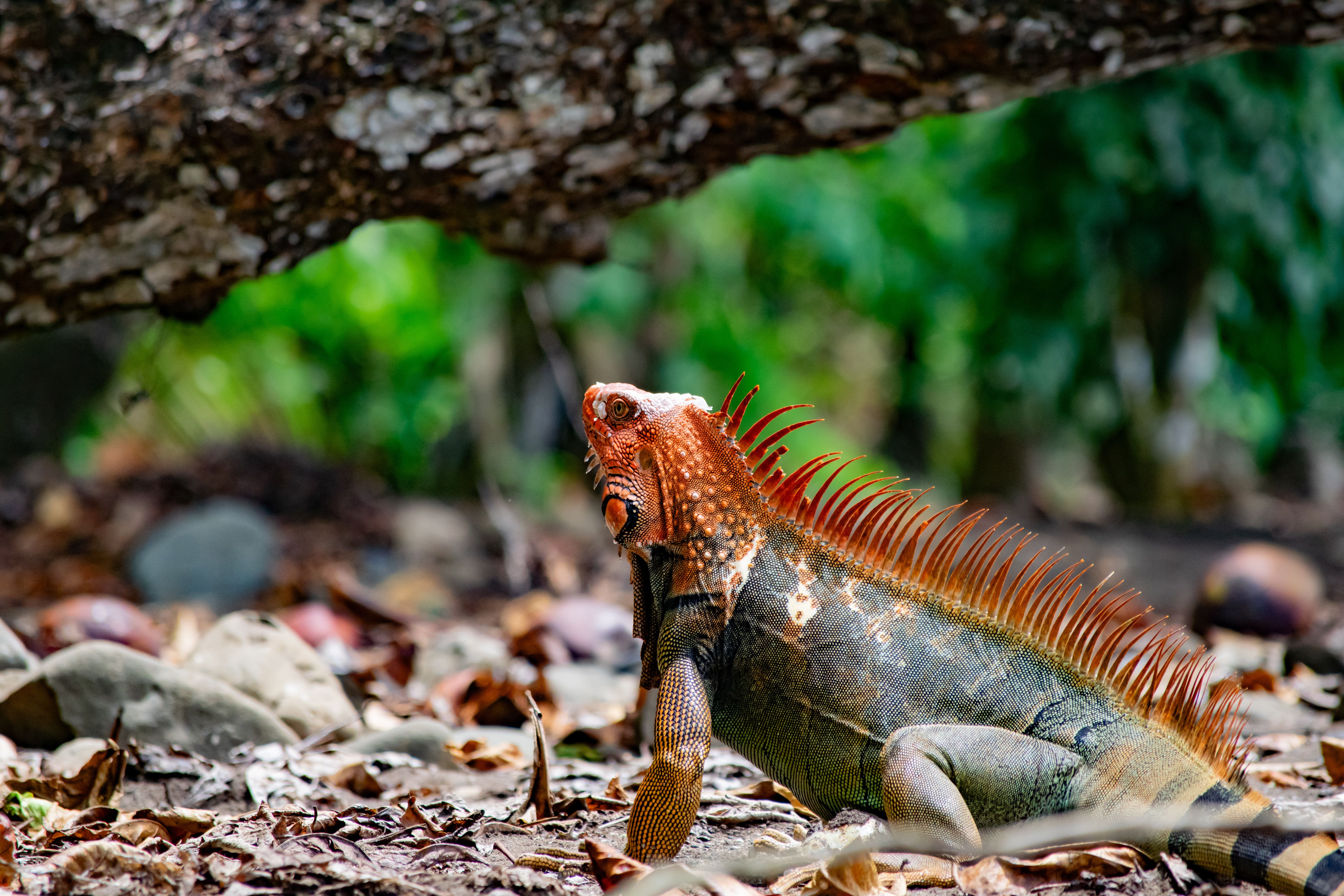 iguanas adapted rainforest
