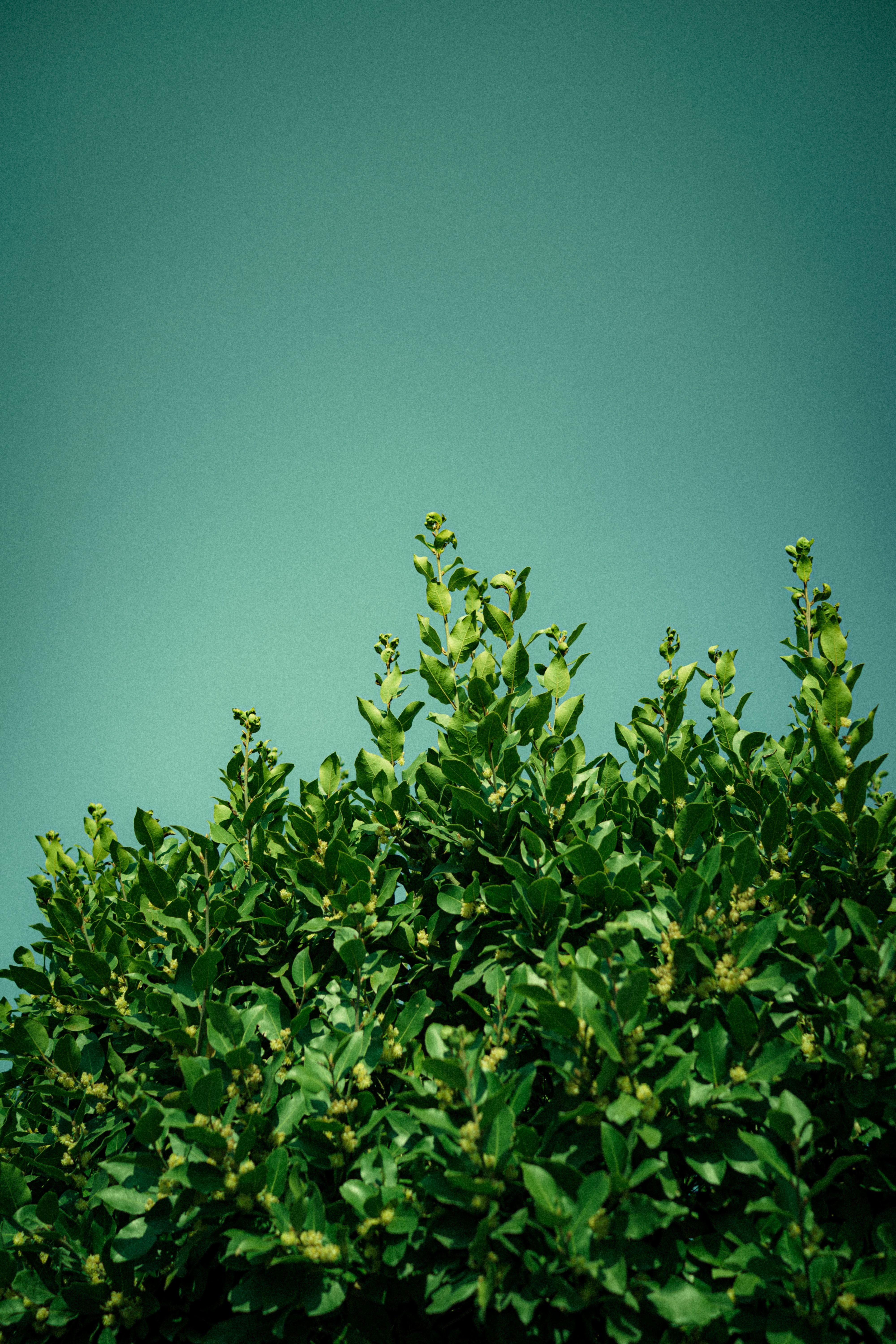 Lush Green Foliage Against a Clear Sky · Free Stock Photo
