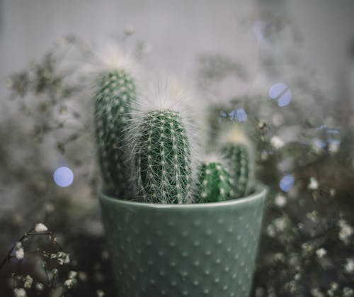 Green prickly cactus growing in pot