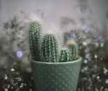 装饰性花盆里，一株充满活力的绿色仙人掌被柔和的绿色植物环绕着