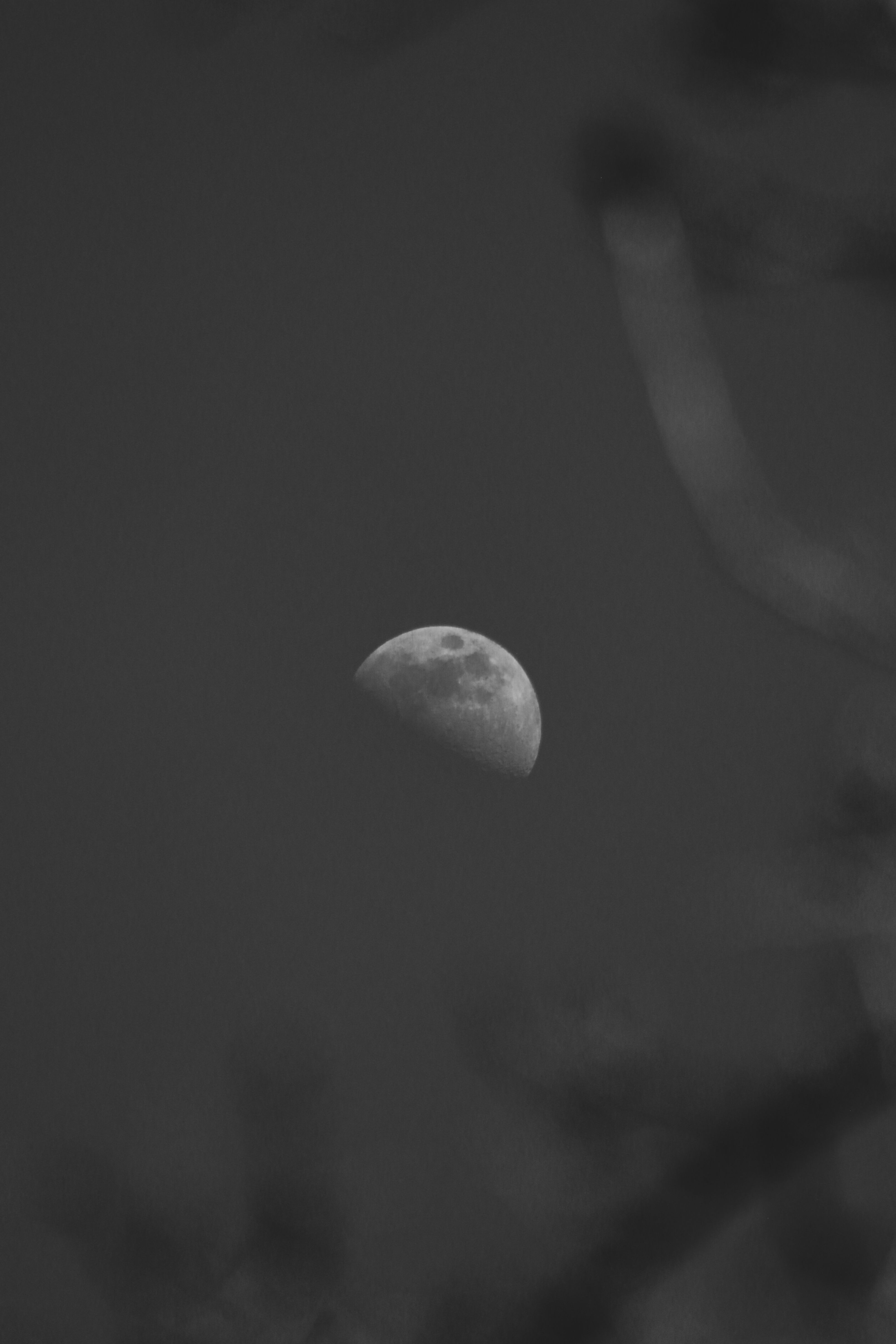 A detailed black and white photo of the moon with tree branches in the foreground.
