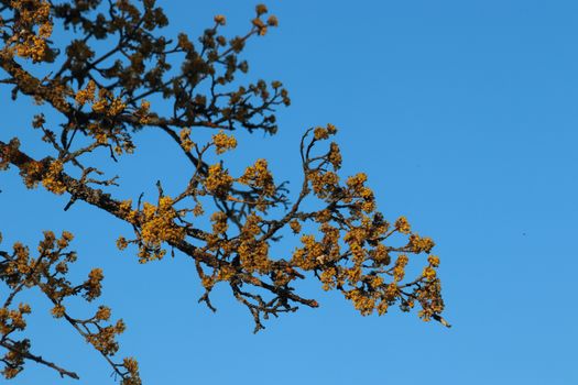 A branch covered in yellow lichen set against a clear blue sky, symbolizing nature's simplicity.