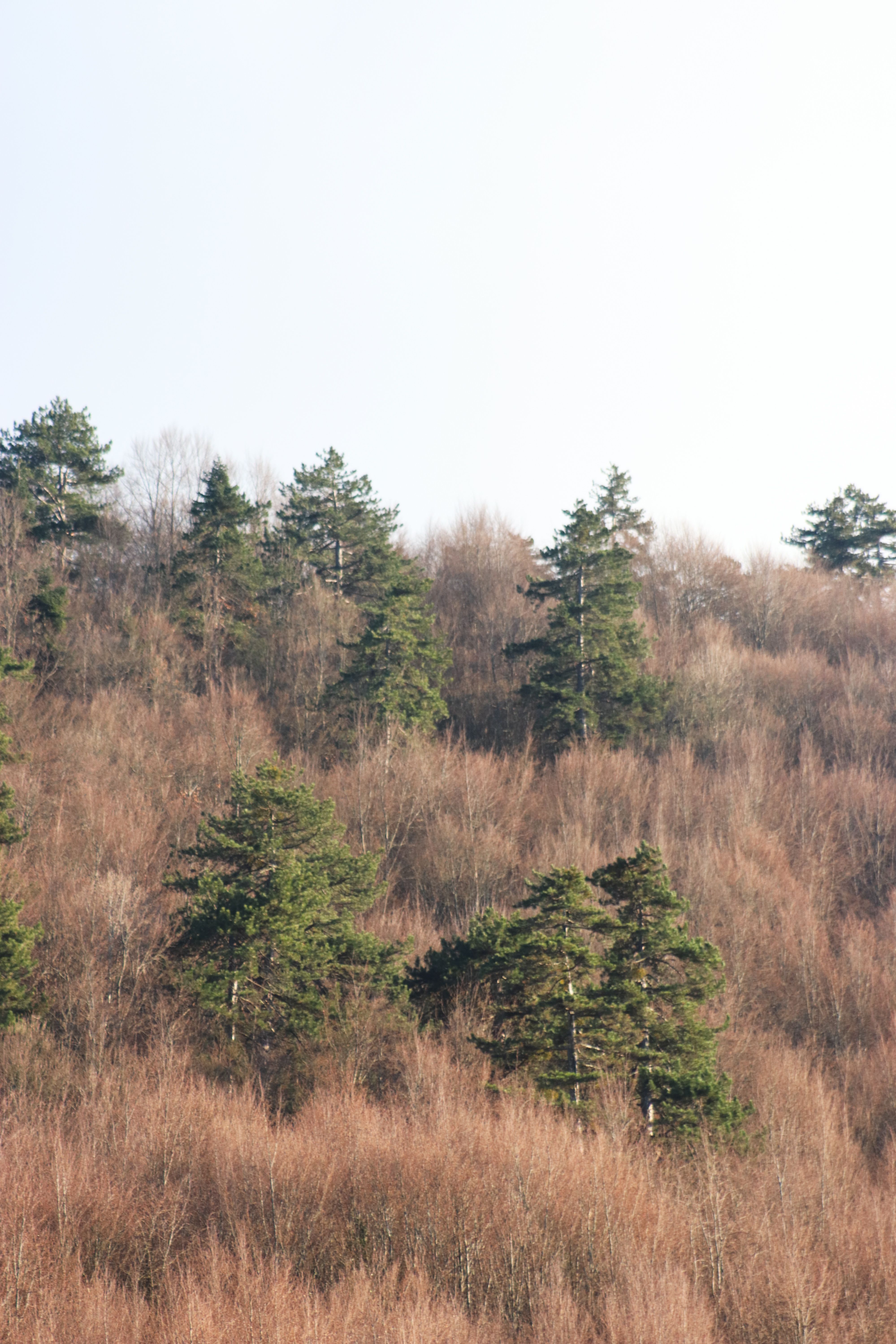 Peaceful forest scene with lush pine trees on a gentle hill.