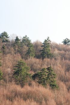 Peaceful forest scene with lush pine trees on a gentle hill.
