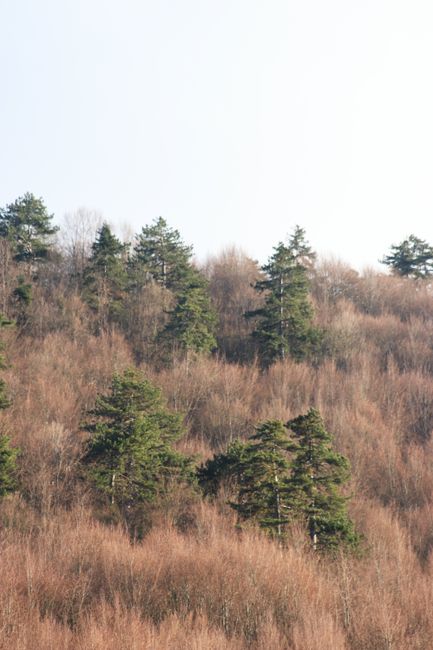 Peaceful forest scene with lush pine trees on a gentle hill.