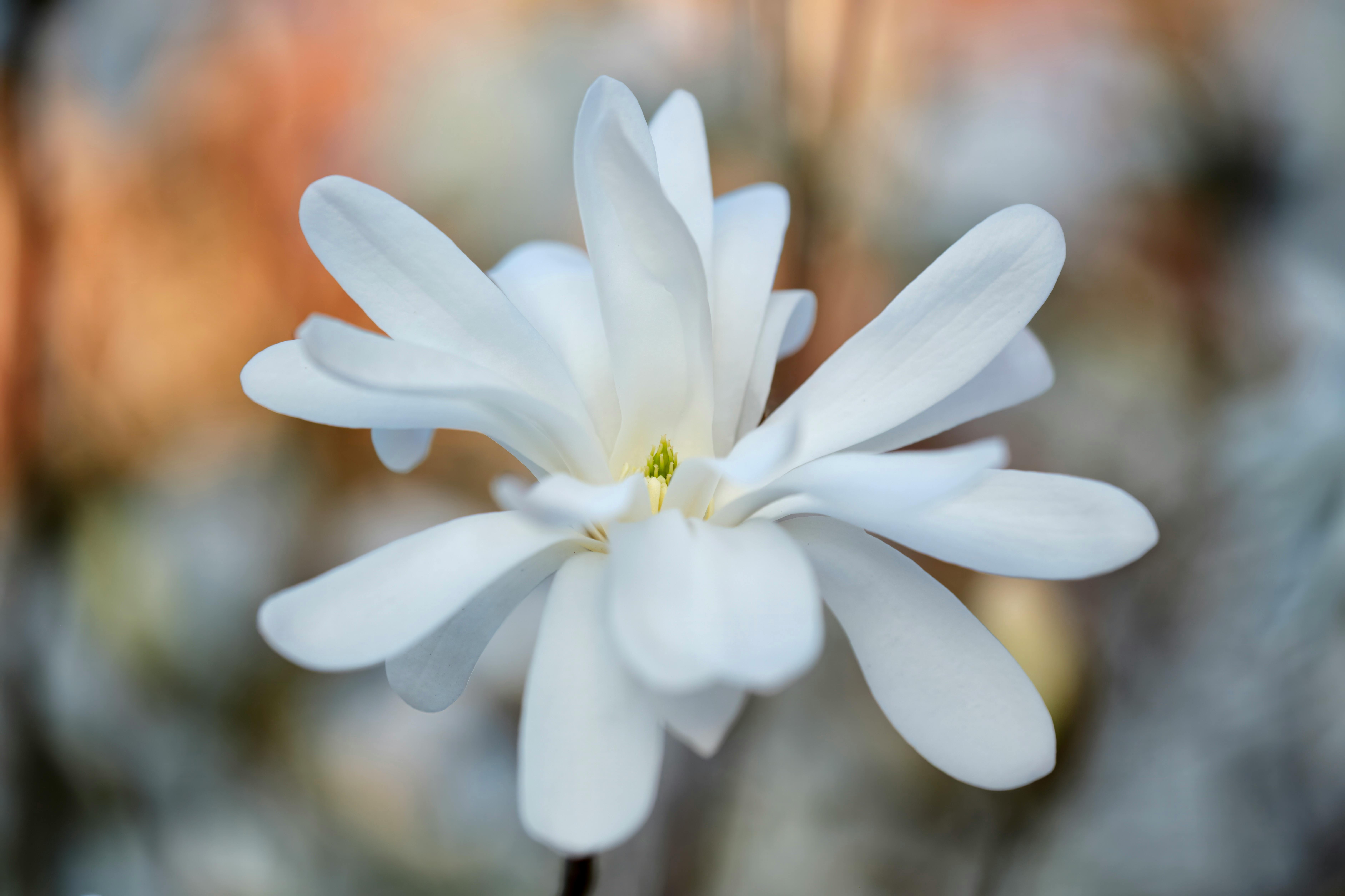 Magnolia’s AAA Hobbies To Close 2026 (Second Half). Iconic Hobby- Craft Emporium — Photo by WJ Y on Pexels